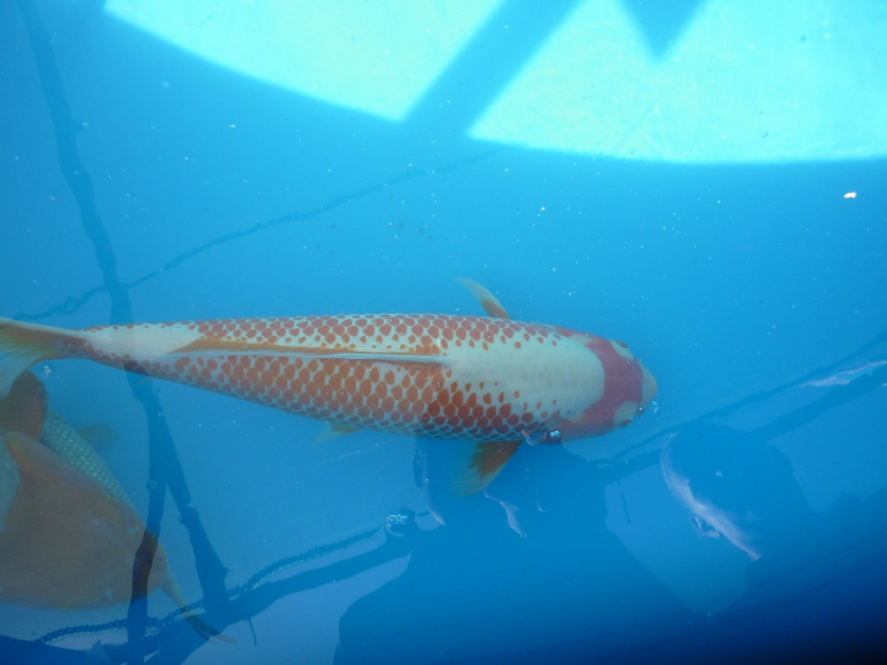 Holland koi show obr 25